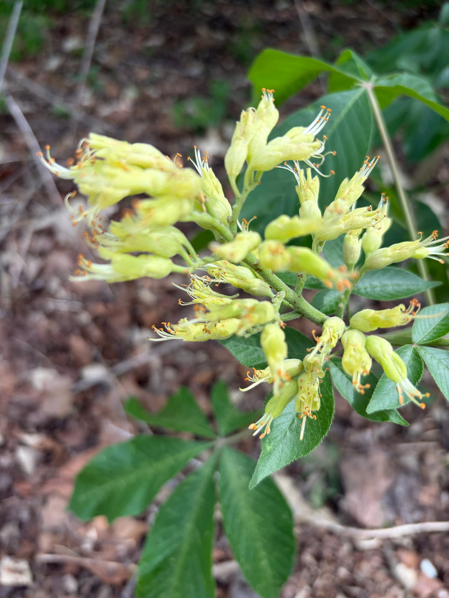 Ohio buckeye inflorescence in bloom with orange anthers and cream-yellow petals