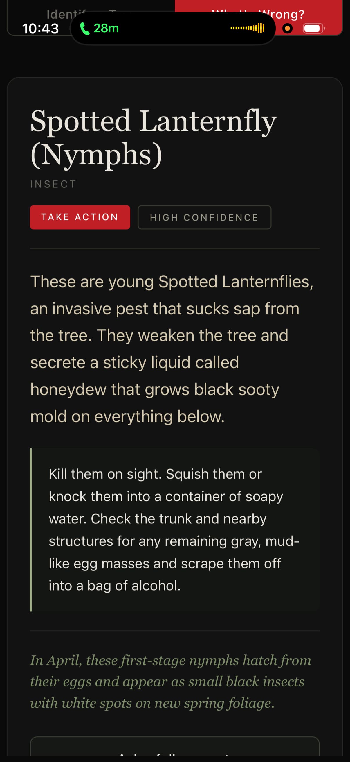 A CanopyKeep diagnosis screen identifying Spotted Lanternfly (Nymphs), with TAKE ACTION severity and HIGH CONFIDENCE label, and homeowner instructions to squish them and scrape gray mud-like egg masses off the trunk into a bag of alcohol