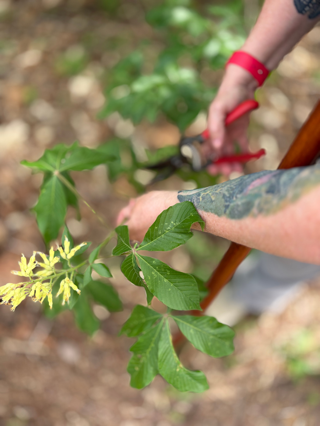 Dr. Laura Deeter examining an Ohio buckeye with hand pruners at the Ohio Chapter ISA Field Day