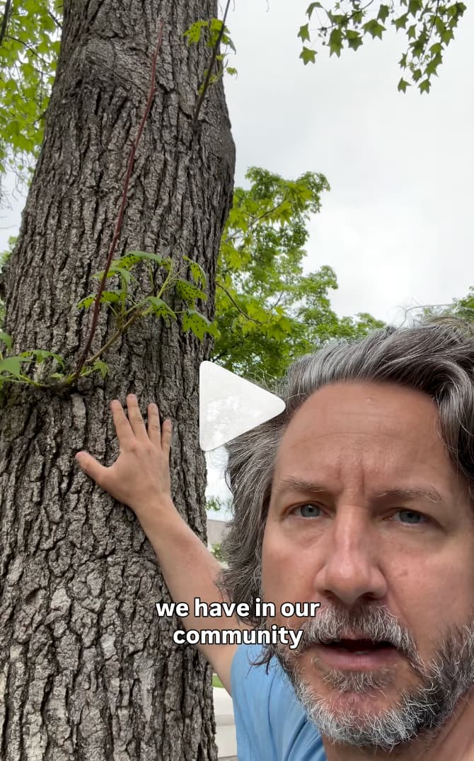 David All on a dog walk in Upper Arlington, hand on a maple trunk, pointing out spotted lanternfly nymphs on the bark and surrounding leaves