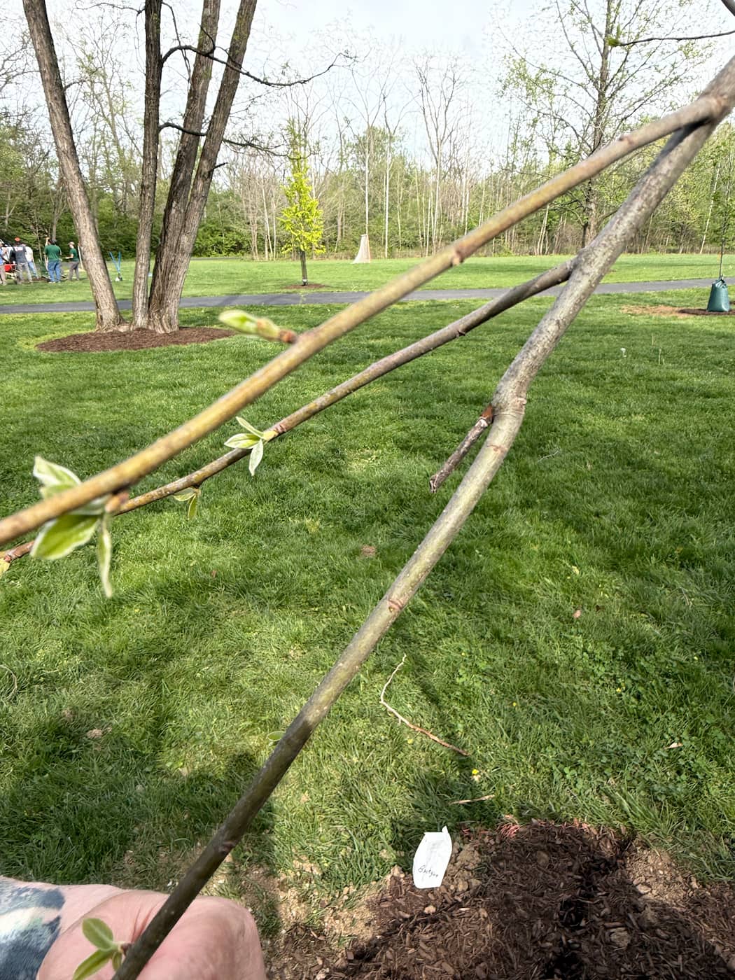 Blurry iPhone photograph of a black gum twig on a windy sunny day, showing how hard field photography is