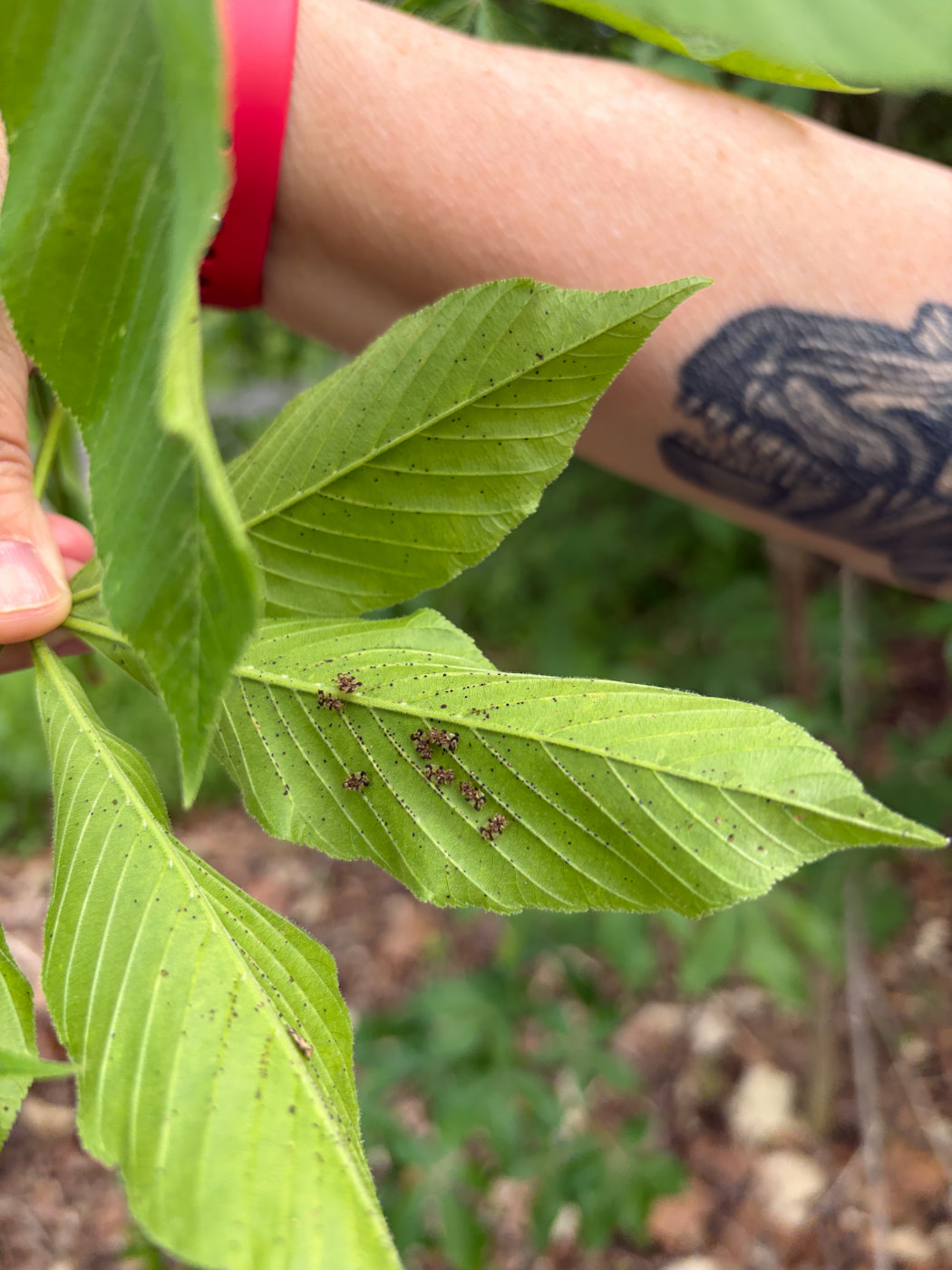 Underside of an Ohio buckeye leaf showing aphid colonies and sooty mold speckling