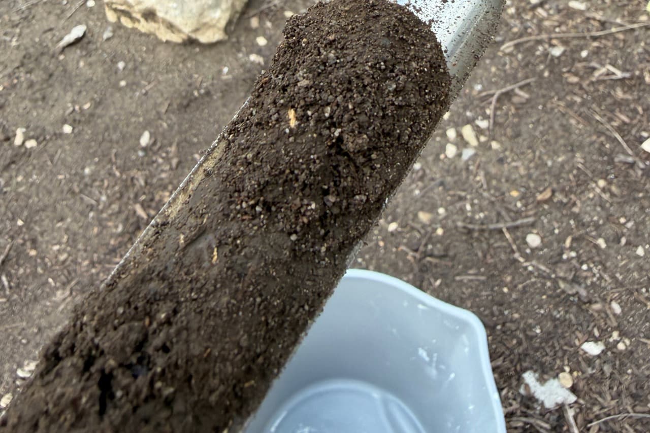 Soil probe with a fresh core sample being emptied into a plastic bucket at the base of a tree