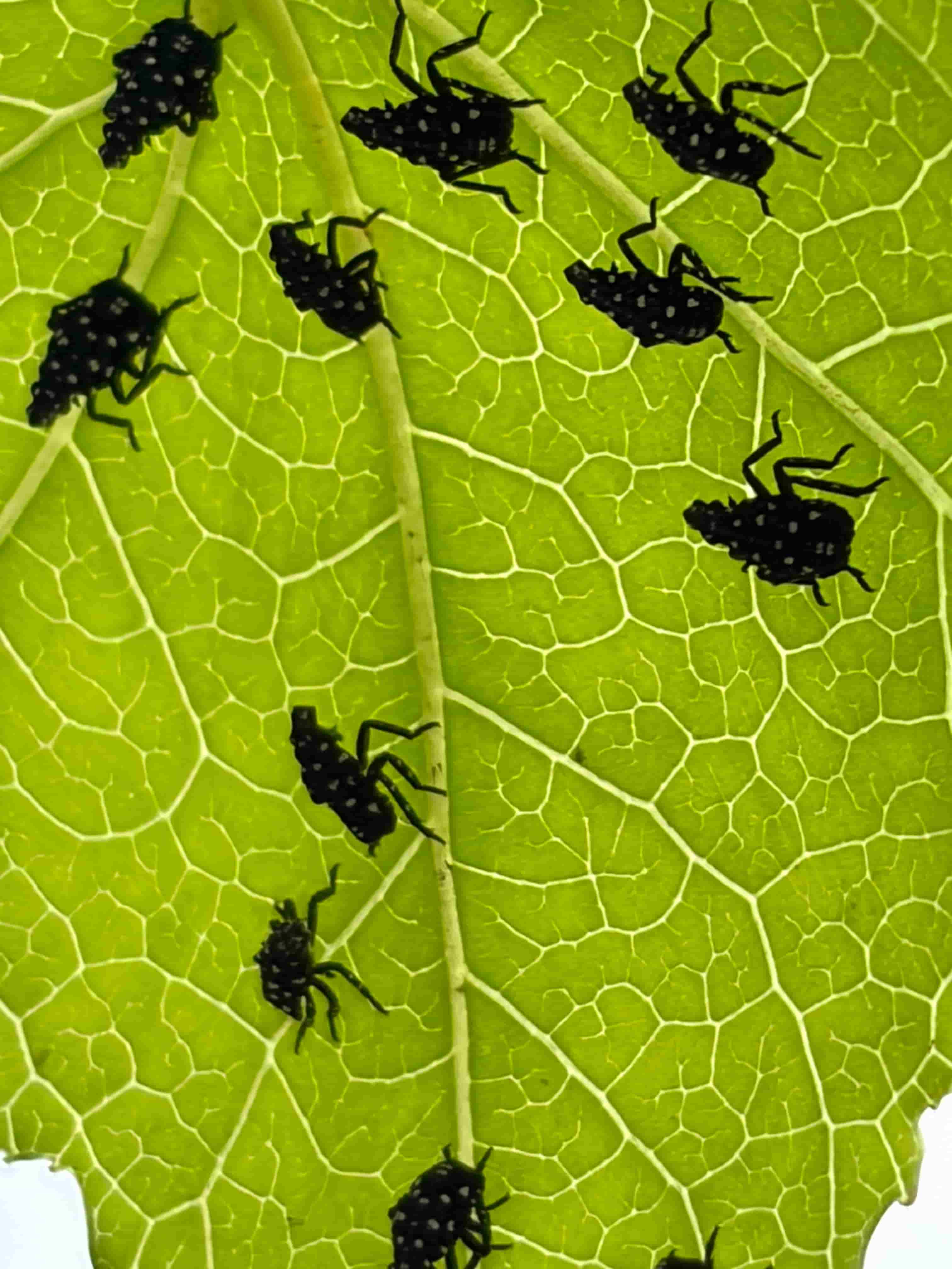 A dozen first-instar spotted lanternfly nymphs — small black insects with white spots — on the underside of a backlit sweetgum leaf
