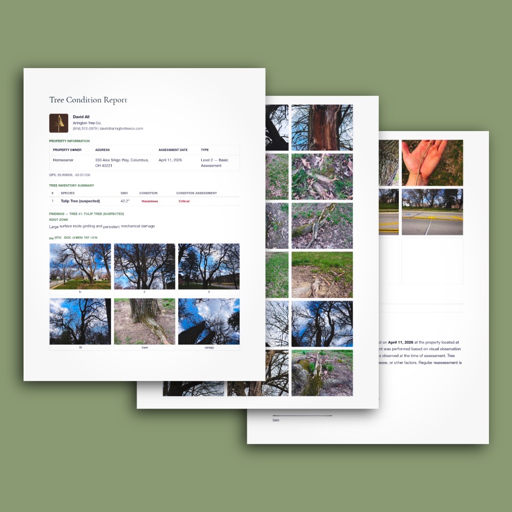 ArbAssist Tree Condition Report — PDF with photos, findings, and property data